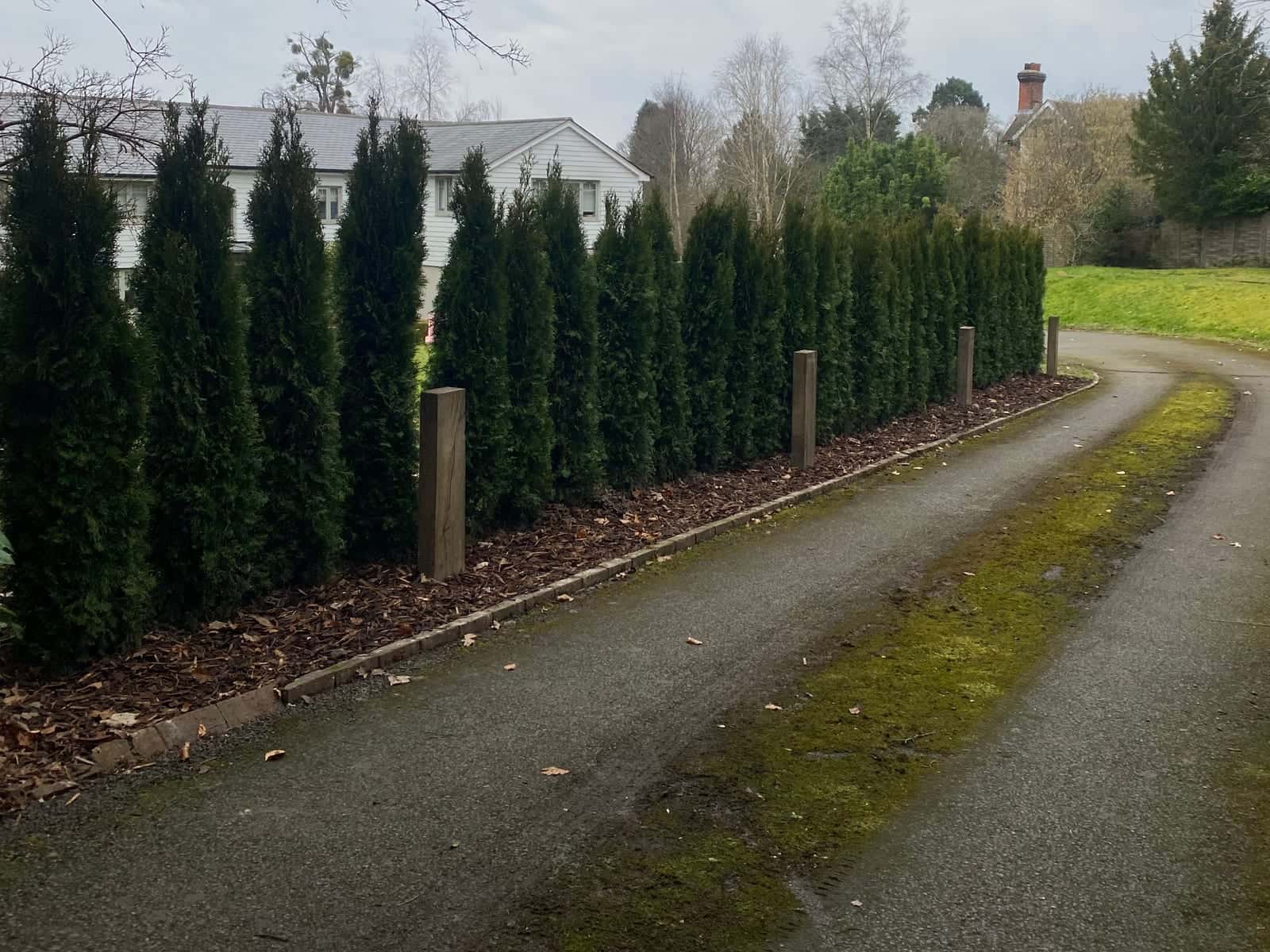 A row of newly planted columnar conifers along a curving private drive