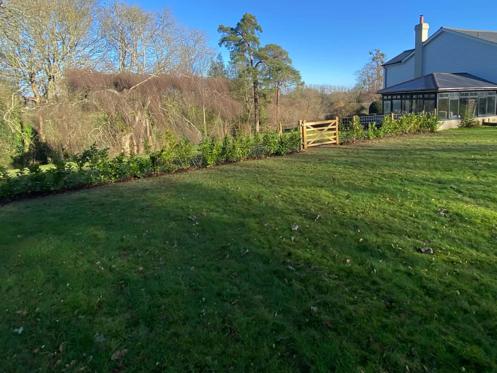 A line of newly planted hedging along the edge of a lawn, with a five-bar timber gate and woodland beyond