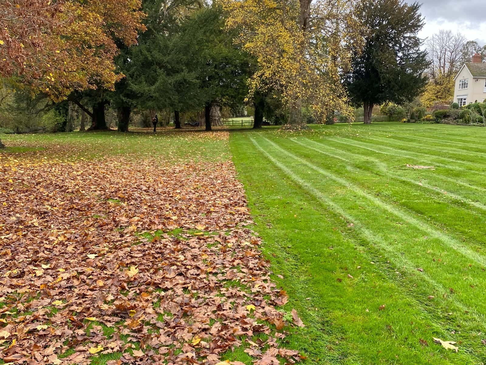 Half a lawn cleared of autumn leaves, striped where the mower has passed, with the leaf-covered half still to do
