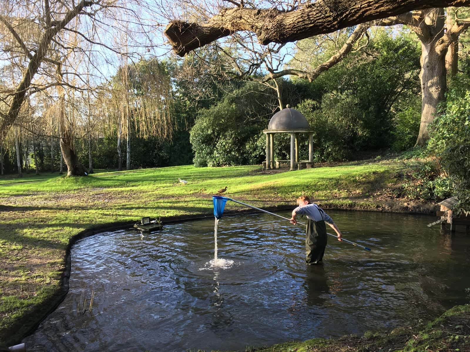 A person in waders netting a garden pond, with a domed garden temple and trees behind
