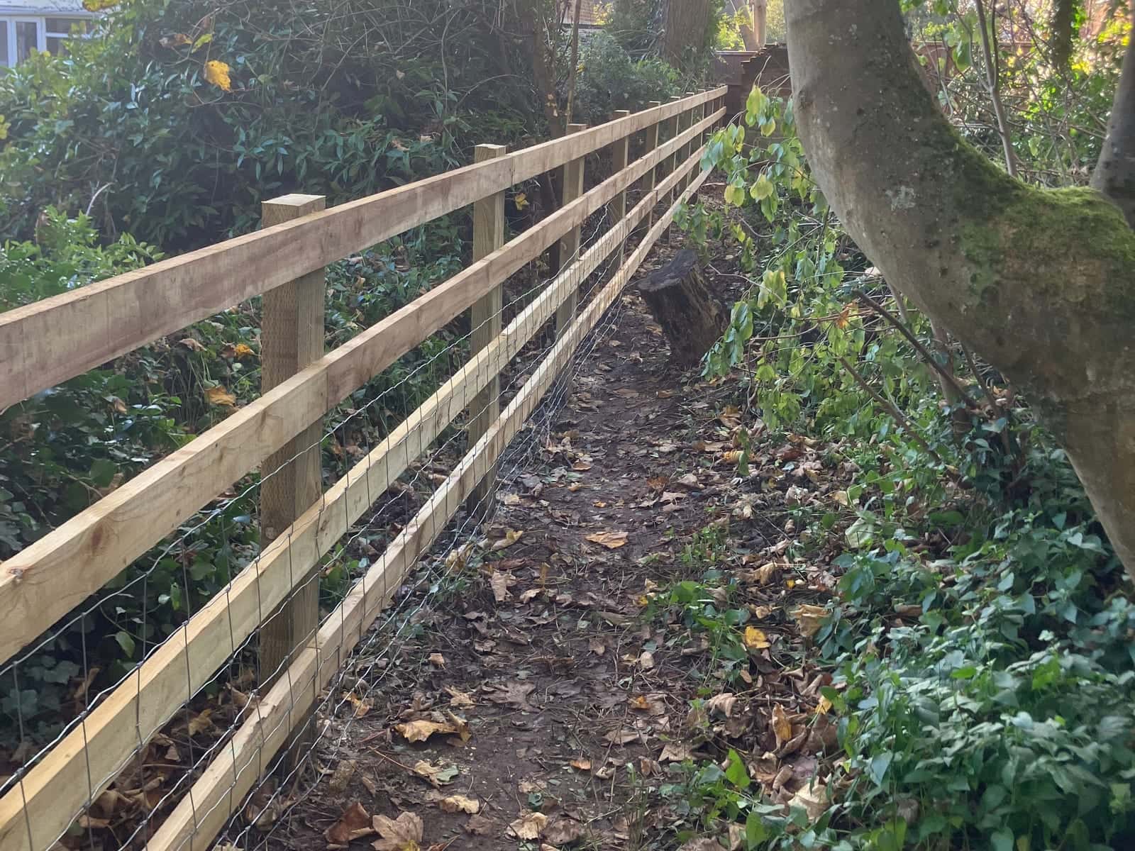 New post and rail fencing with wire mesh through woodland, beside a mature tree