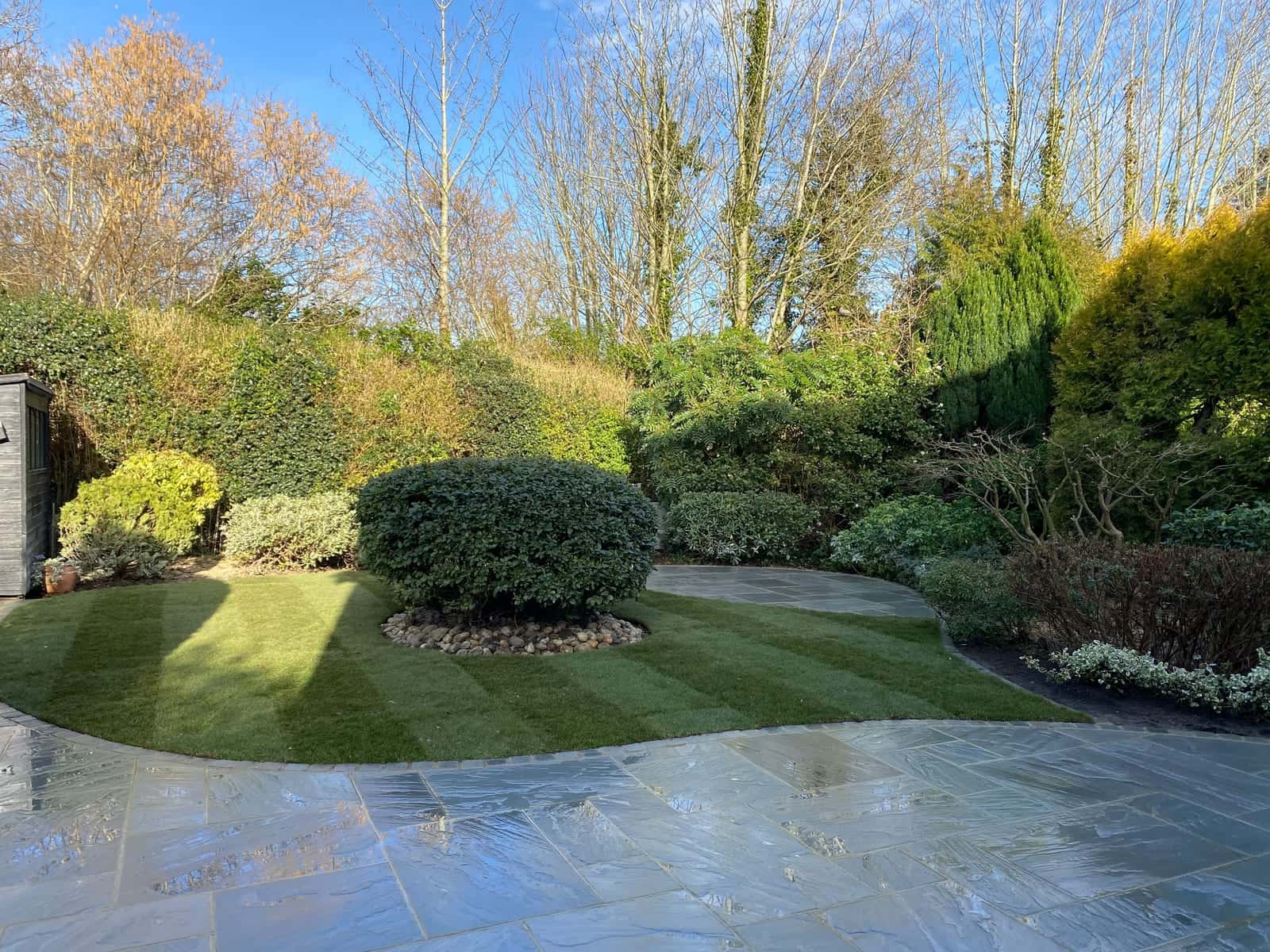 A striped new lawn framed by a curving grey sandstone path, with clipped shrubs and a planted bank behind