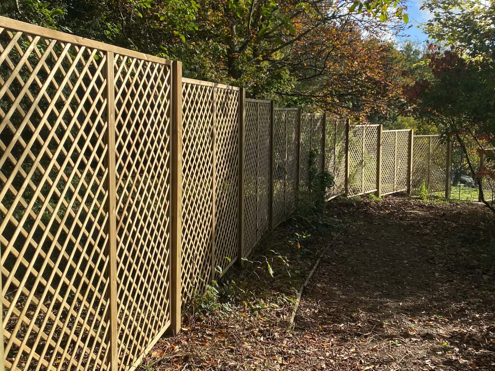 A run of new trellis fencing along the edge of autumn woodland