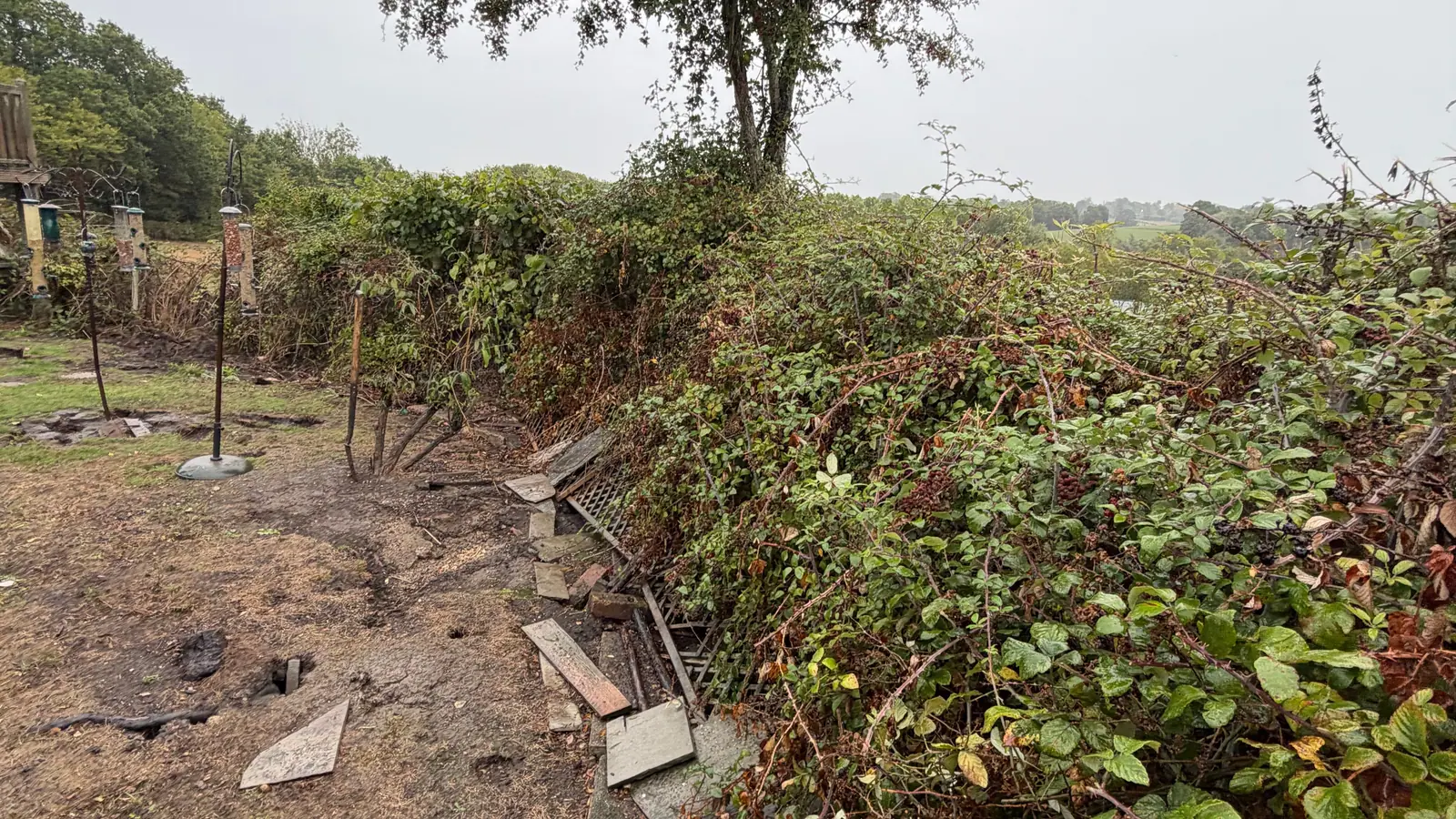 An overgrown garden boundary with brambles and the remains of an old fence, around a single tree